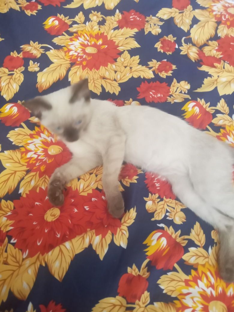 Сиамский кот  , пол мужской, ещё маленький ,любит играть .