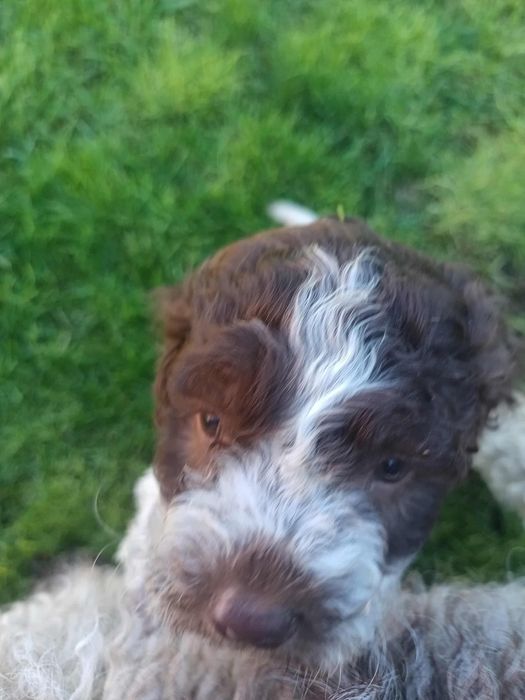 Чистокръвни лагото