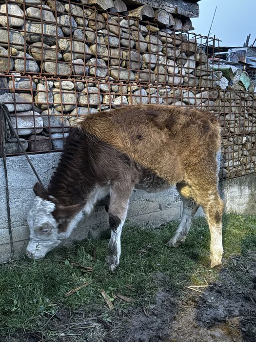 Vitea baltata de 4 luni