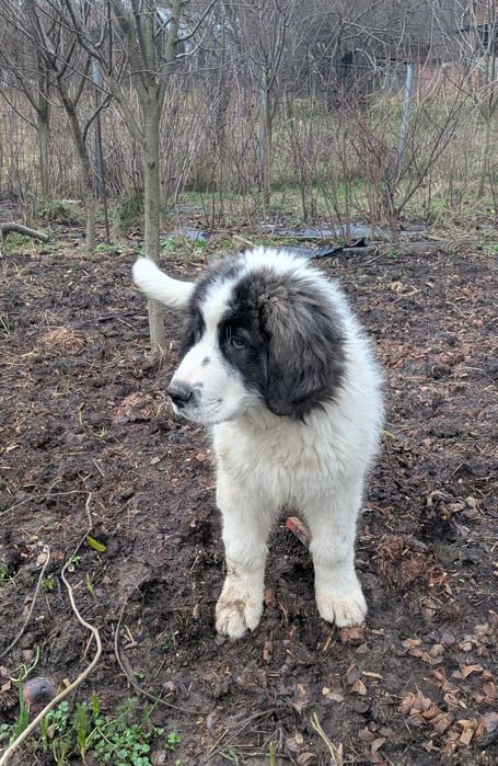 Ciobănesc Românesc de Bucovina - mascul