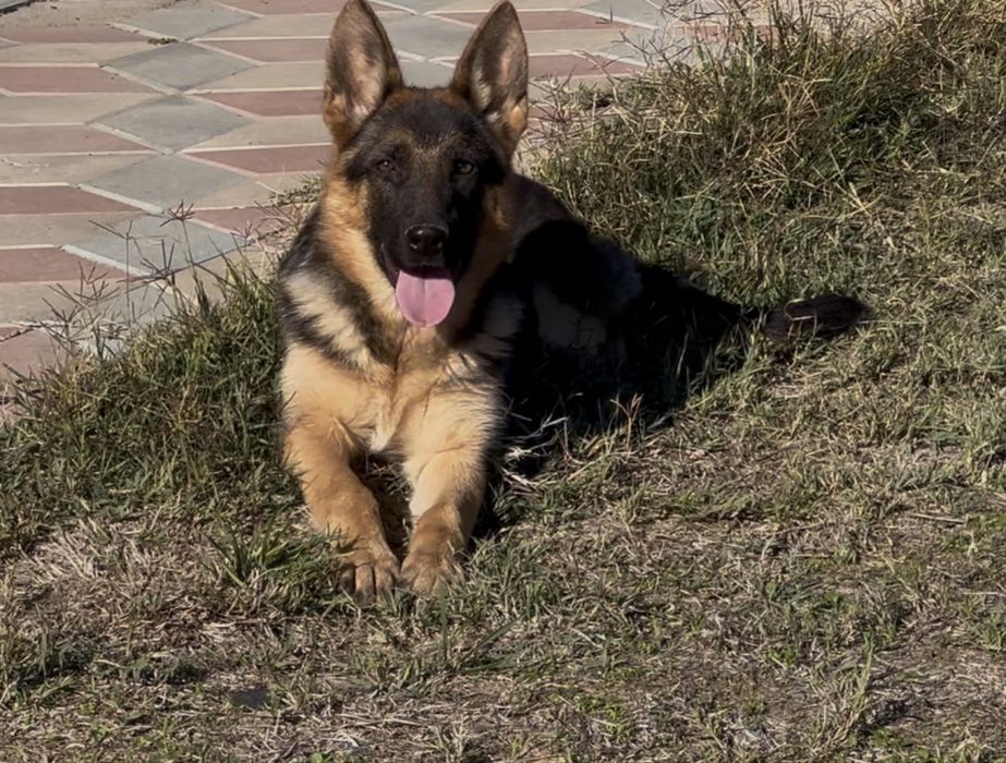 Femela ciobanesc german par scurt cu pedigree