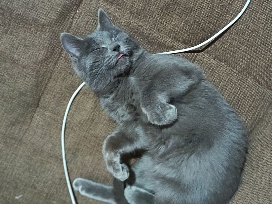 Кошки мушуча сотлоди