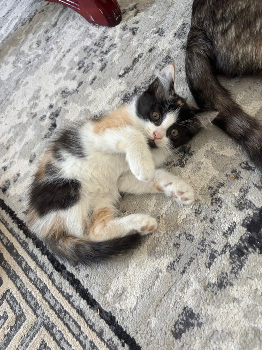 Отдам в добрые руки котят