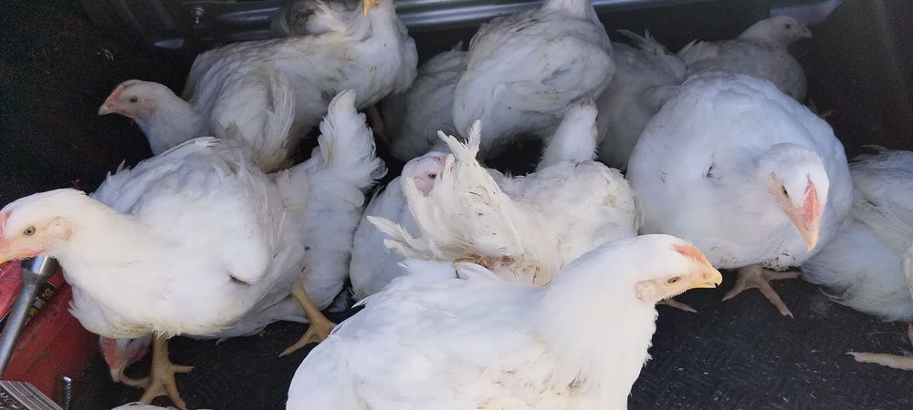 Urgent pui albi  de  carne