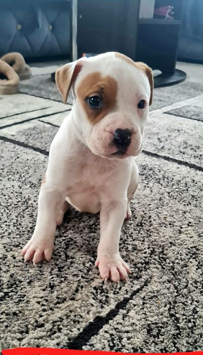 American Staffordshire Terrier