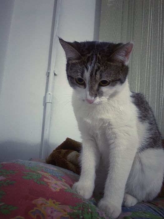 мысыкты жаксы карайтын адамдарга беремыз дом уйде туратындарга беремын