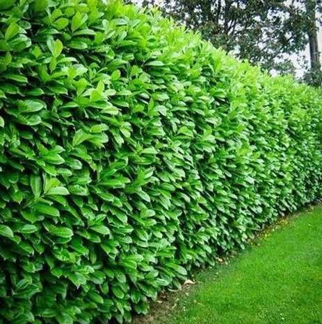 Gard viu Natural din Ligustrum , Ovalifolium !