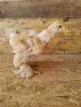 Pui de găină Australorp și Brahma  6 săptămâni și de o zi