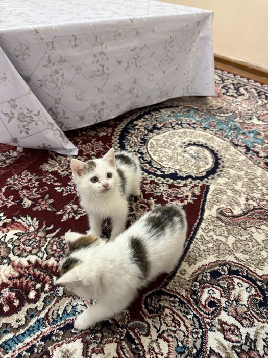 Mushuk 2 dona bariladi mut