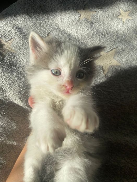СРОЧНО!! Раздам котят мышеловов