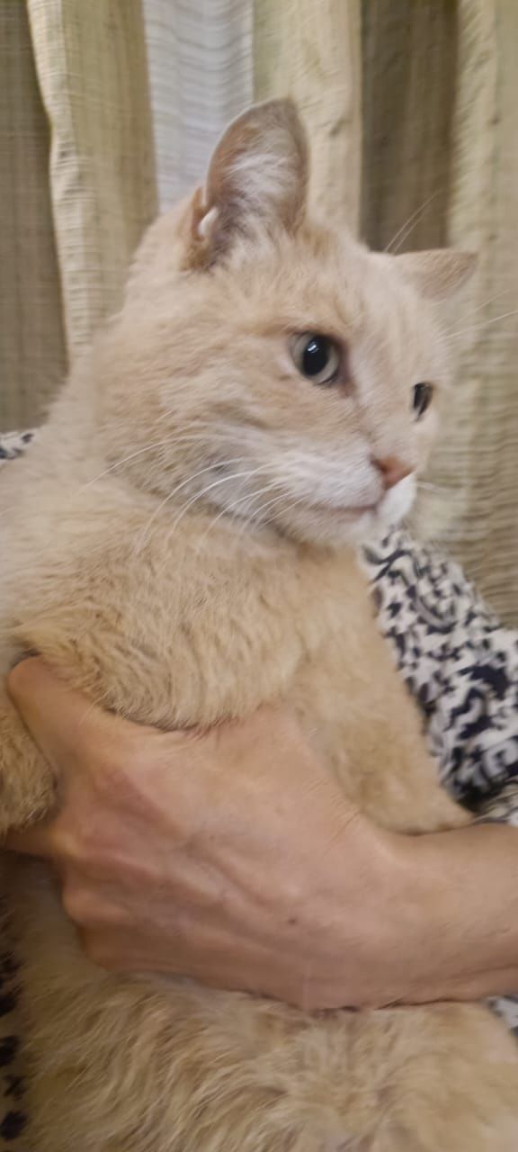 Рыжий котик ищет дом