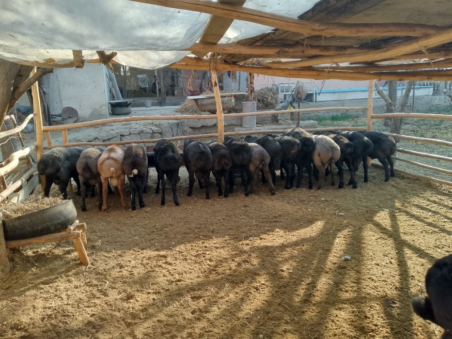 Qo'chqorlar sotiladi