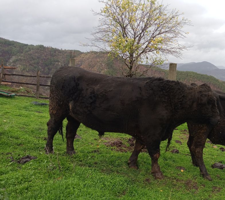 Абърдийнчета за продан