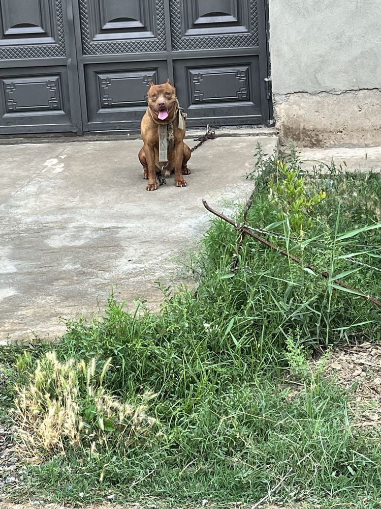 Pitbul toza zotttt