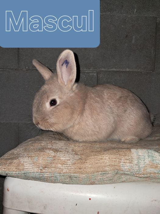 Vând iepuri femela si mascul