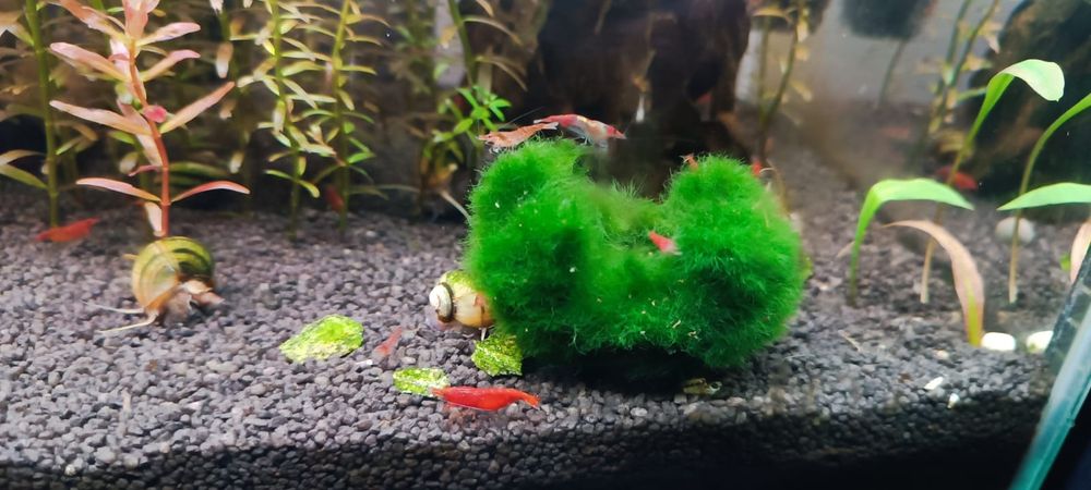Creveti neocaridina , melci și pesti acvariu