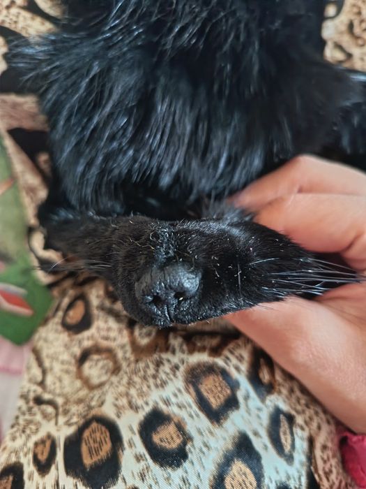 Norka Shuba original (haqiqiy norka 100 %)