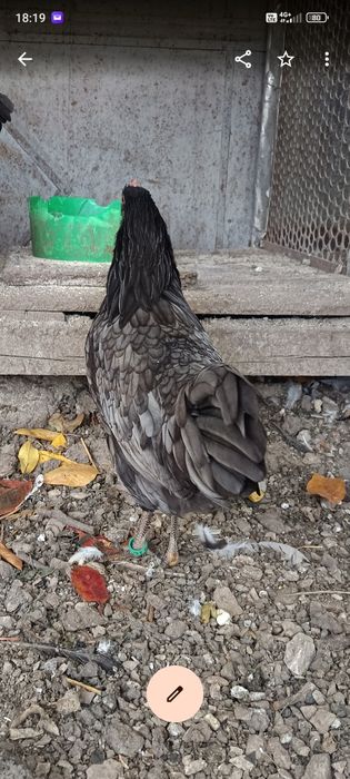 Puicuțe italiene albastru și negru