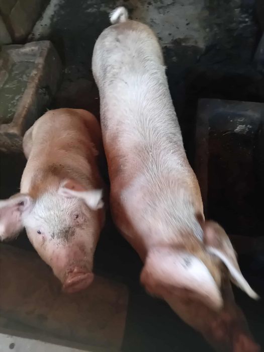 Продавам 1 прасе женско Кам 130 килограма 750 лева крайна цена