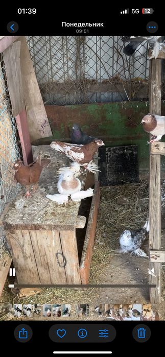 Кептерлер сатылады