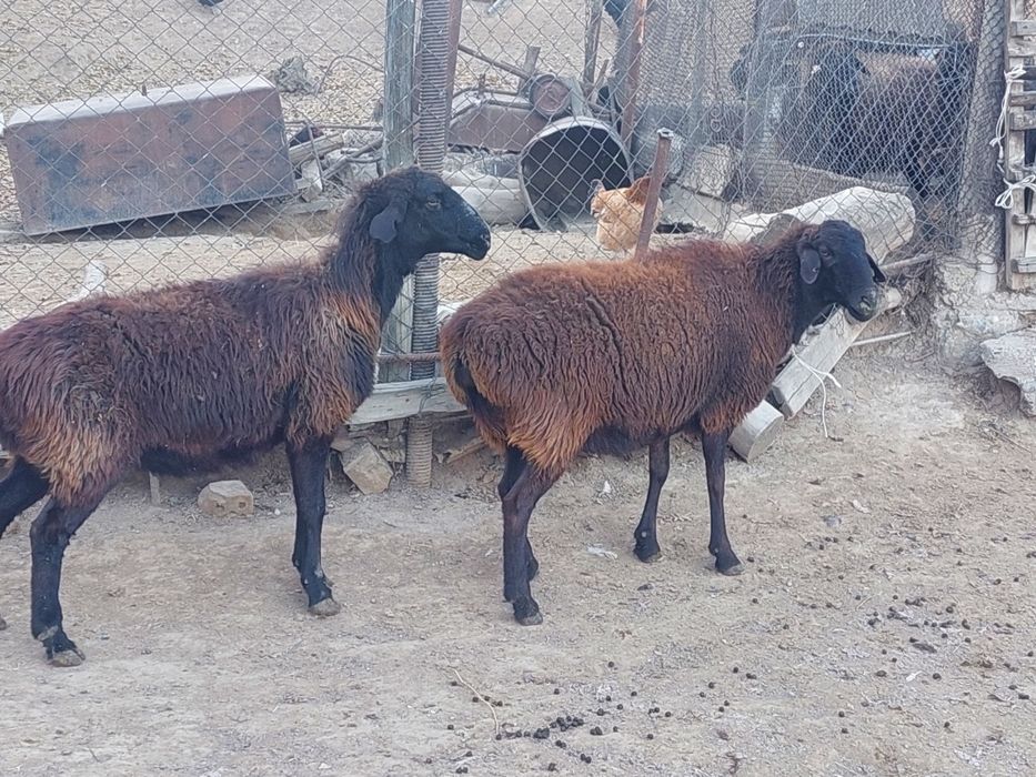 Жас ірі денелі қисары бойдақ қойлар сатылады