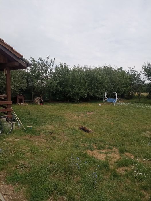 Vând casă deosebita in Păulești