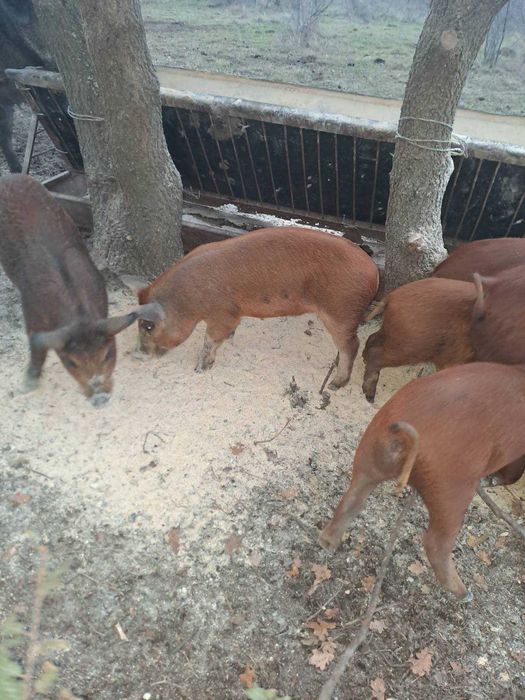 Малки банкетни прасета полу диви