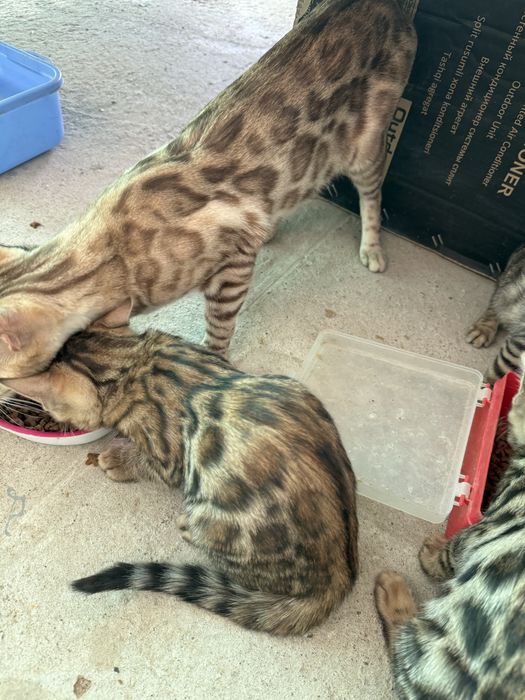 Бенгал мушукчалар тоза зотли