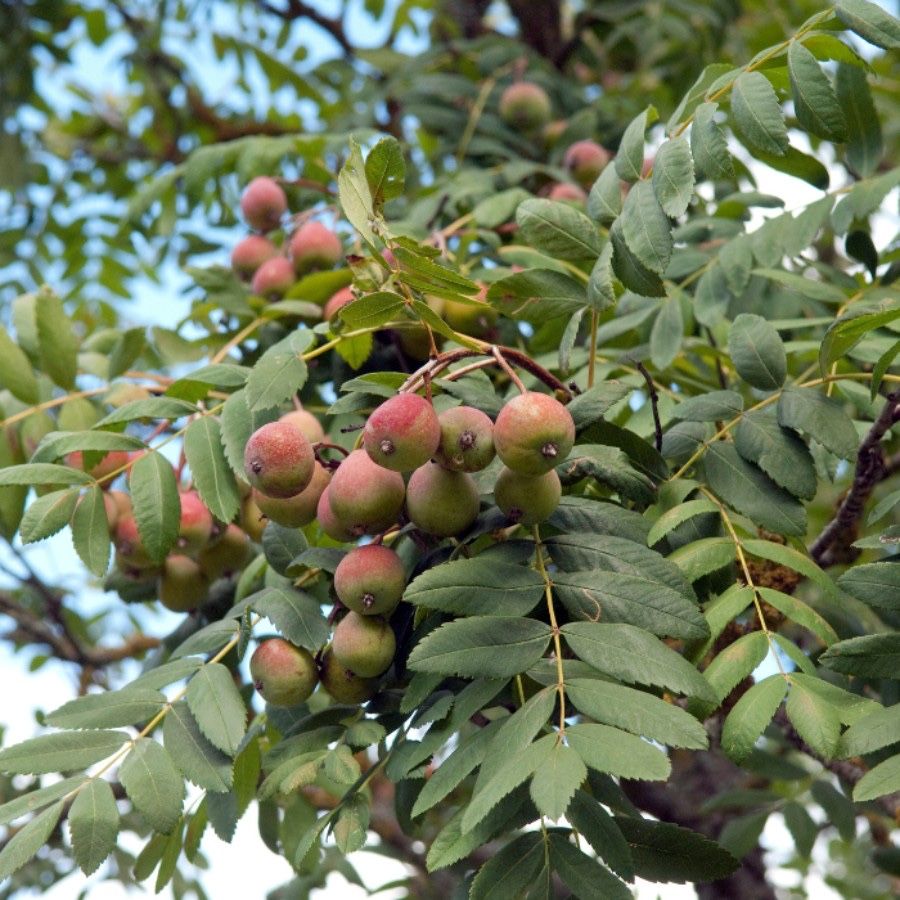 Puieti scorus de padure