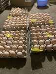 Oua Australorp Incubat