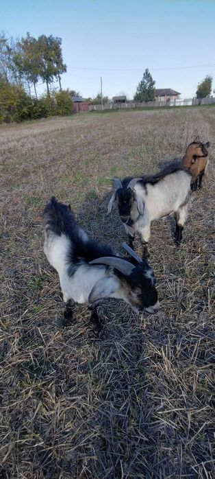 Vand doi  țapi  (iezi de anul asta)