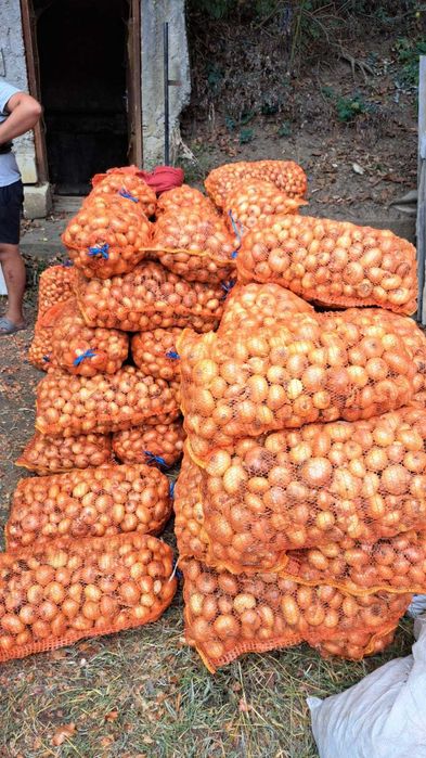 Ceapa de consum și stufat