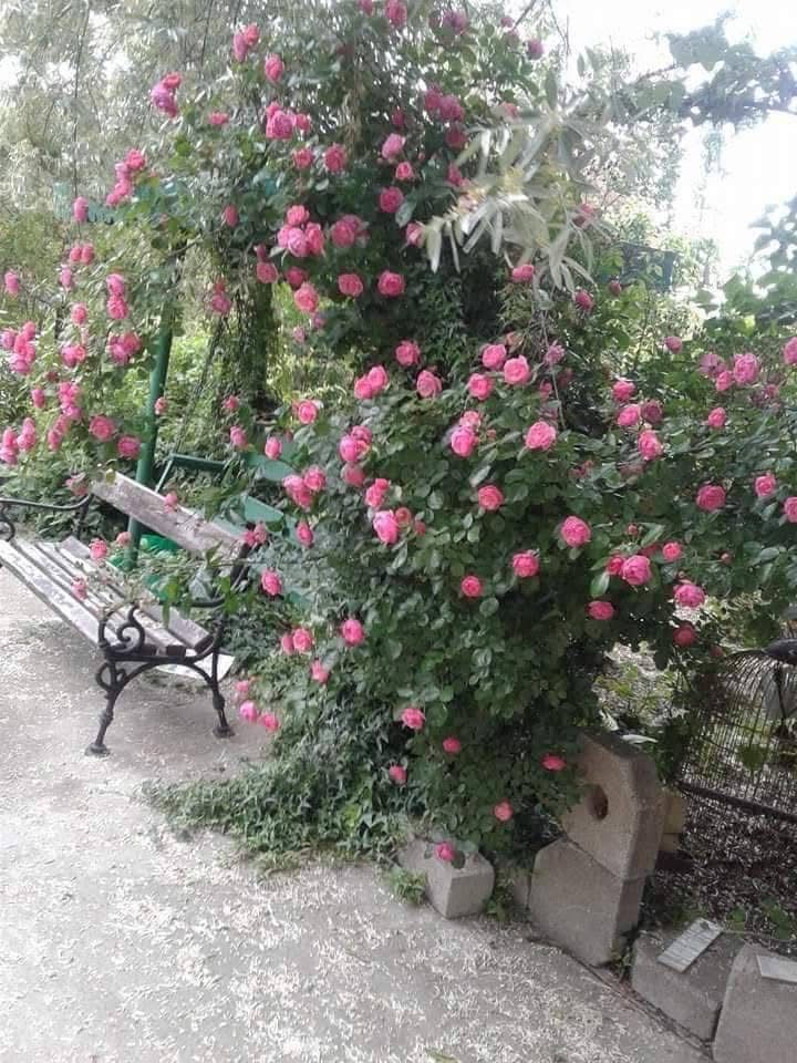 Vanzare casa de locuit