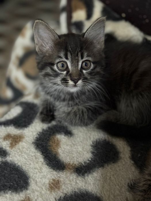 Отдам котят в добрые руки