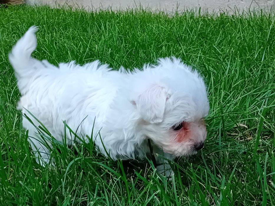 Bichon (Bison) maltez/ maltesse miny