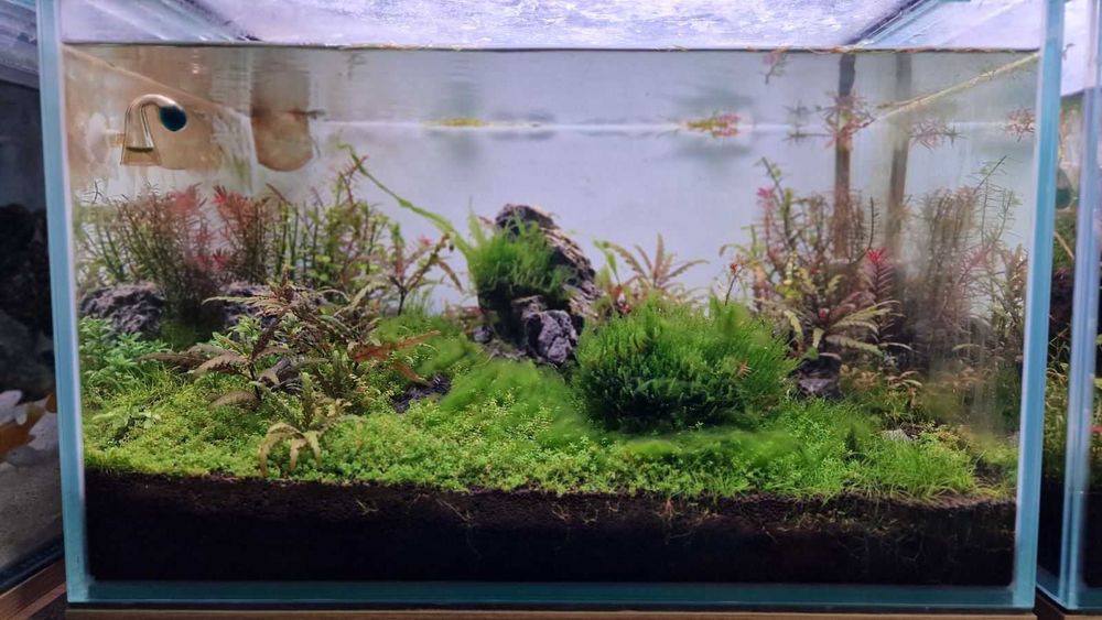 Аквариум Clear Vision - CO₂ система, Oase, Chihiros и шкаф – гаранция