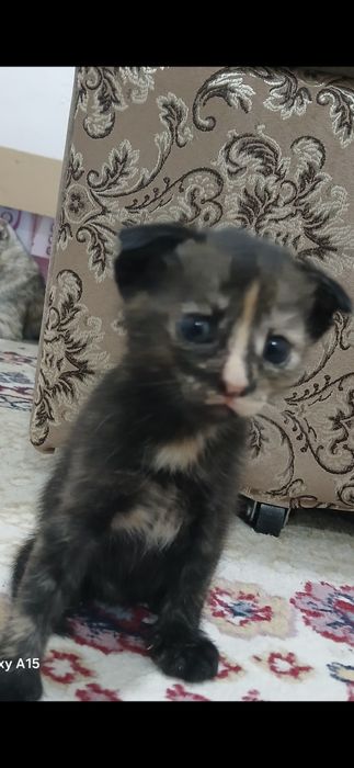 котята шотландский и простой