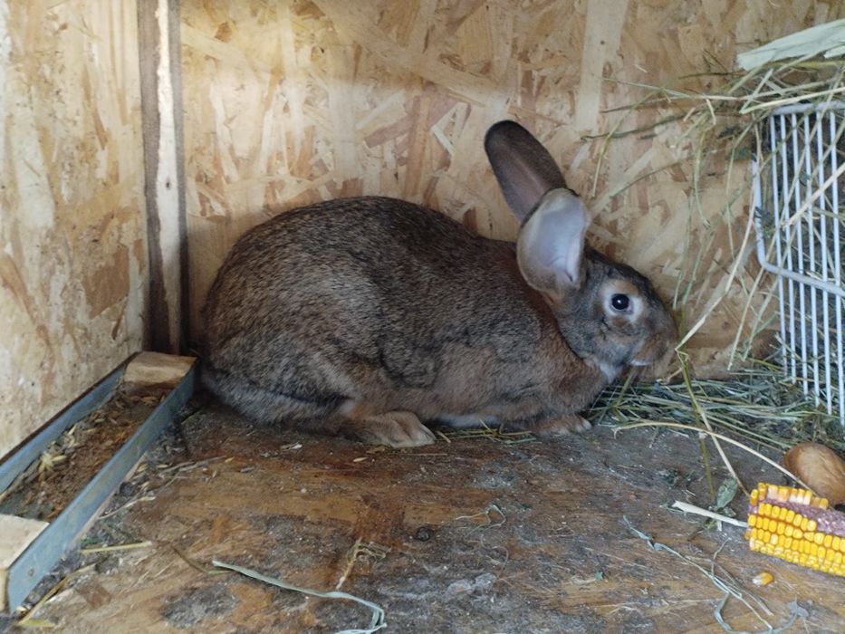 Vand iepuri  varsta 6 luni