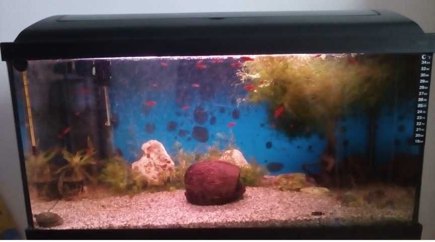 Vand diferite acvarii pentru pesti