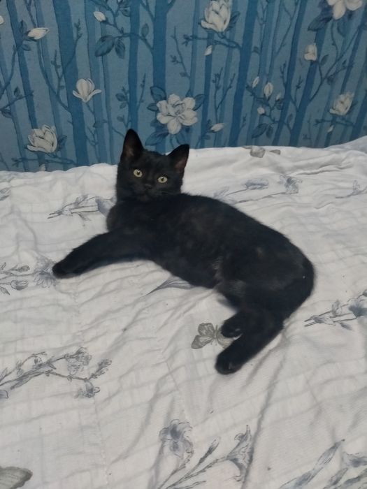 Котёнок 2,5 месяца