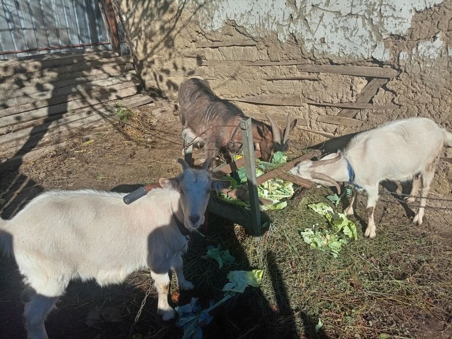 Capre de vânzare  în Pâncești Sascut