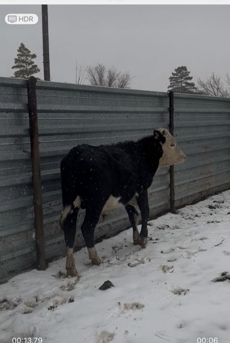 Продам бычки 5 голов потсос