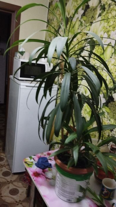 Продам пальму Юкка домашняя