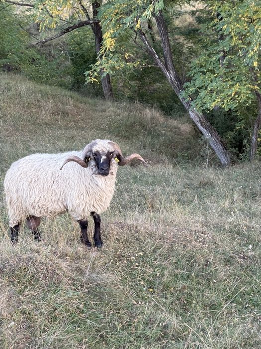De vanazare berbeci si oi! Nu deranjati inutil