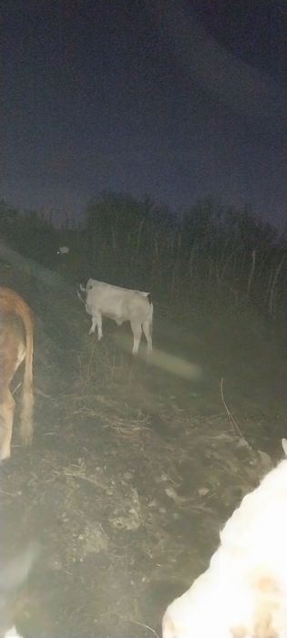 Vitel Belga de vanzare