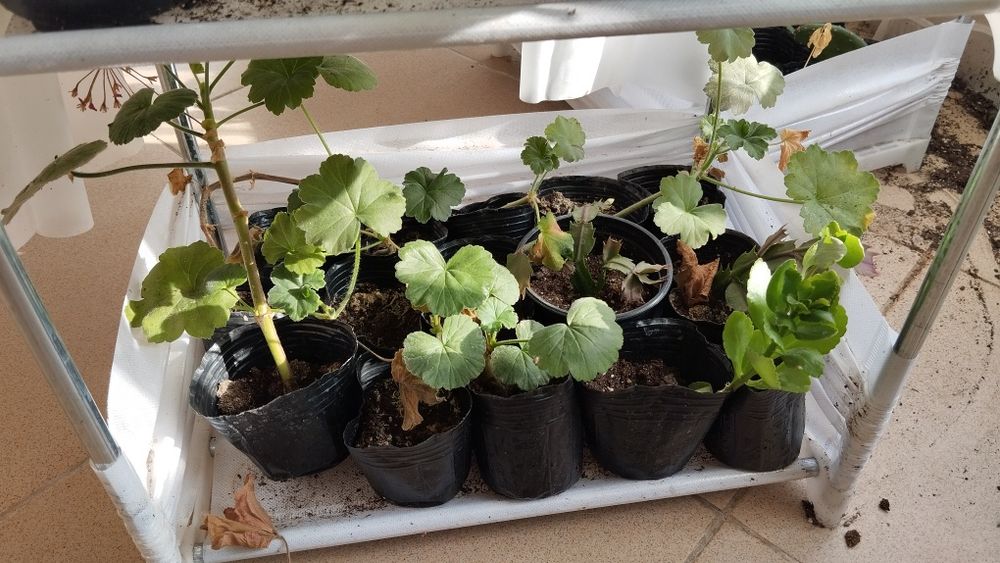 Микс цветя мушкато сакъз каланхое алое и др