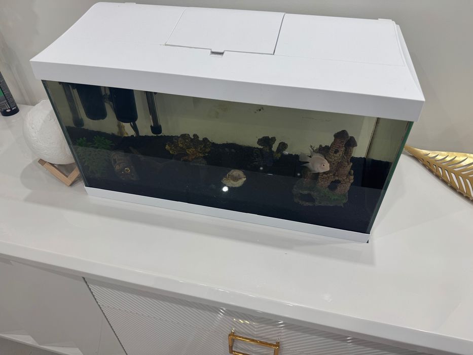 Аквариум 60 литра с две рибки папагал