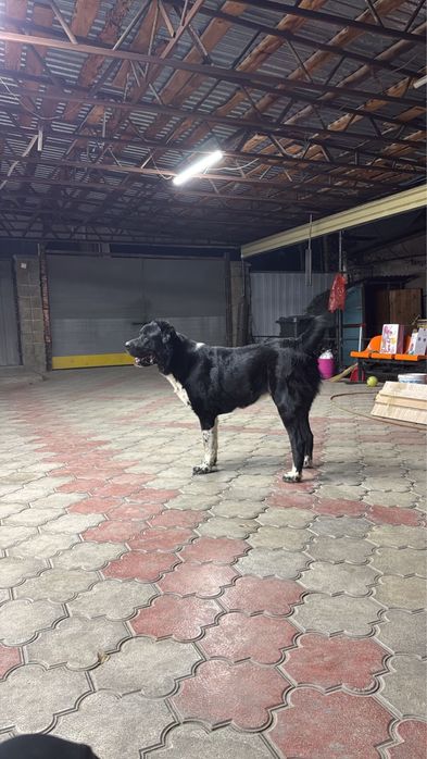 Продам щенка 11.5 месяцев Среднеазиатская овчарка чистокровная