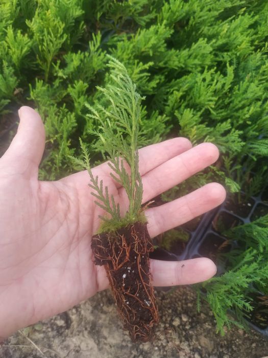 Leylandii chiparos