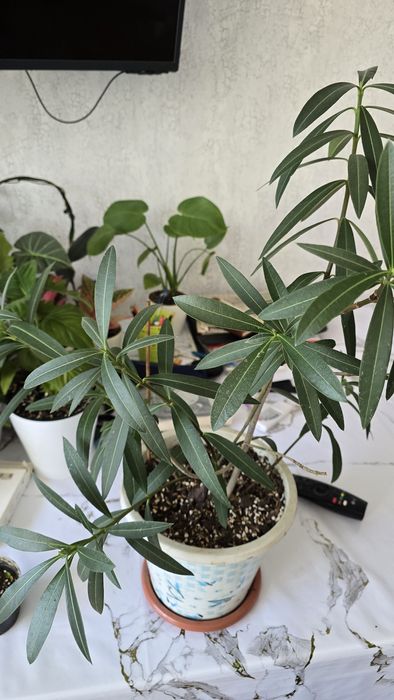 Олеандра махровая